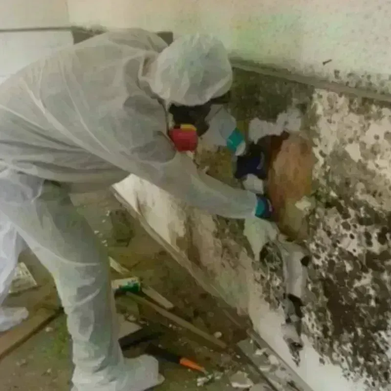 Mold Remediation and Removal in El Paso County, TX